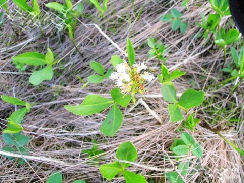 Menyanthes Trifoliata Extract 
